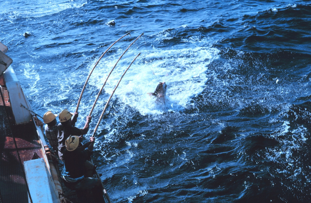 Yellowfin tuna taking a barbless hook on a 3-pole 1-line rig on the R/VUNDAUNTED