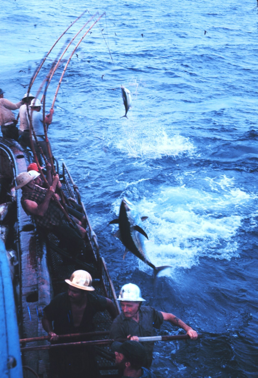 Three-pole one-line rig catching Bigeye tuna in the Galapagos Islands area