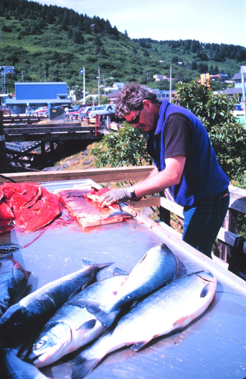 Heading and gutting salmon in anticipation of a community fish fry in support of the United Seiners Association