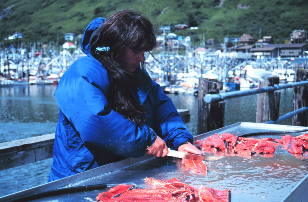 Preparing salmon in anticipation of a community fish fry  in support of the United Seiners Association