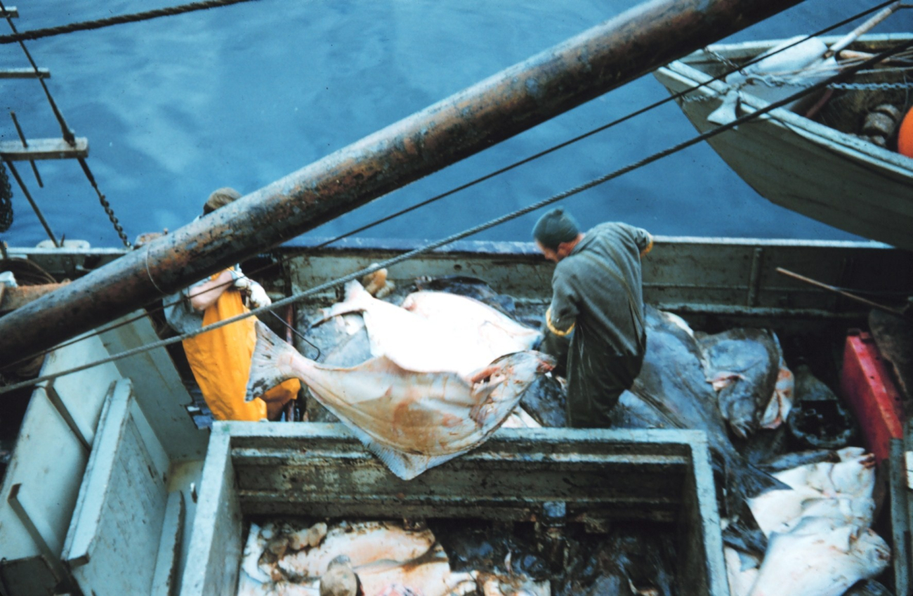 Offloading halibut from a fishing vessel at Sitka