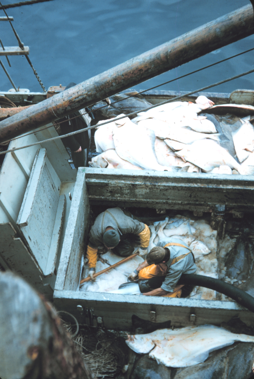 Offloading halibut from a fishing vessel at Sitka