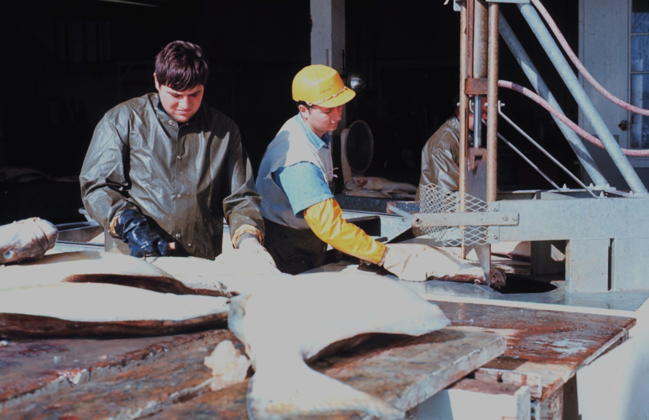 A halibut processing plant in Alaska