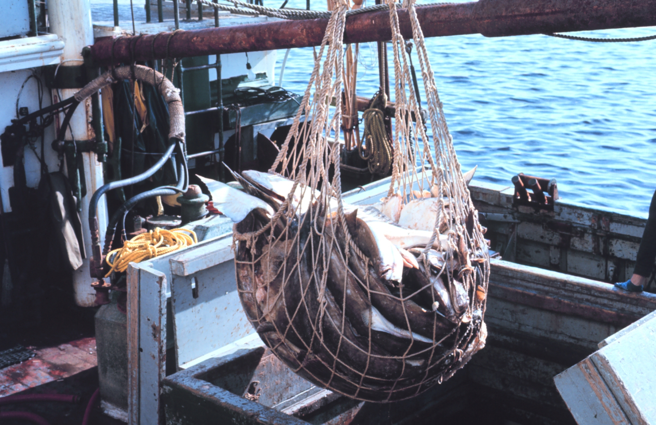 Offloading halibut from a fishing vessel