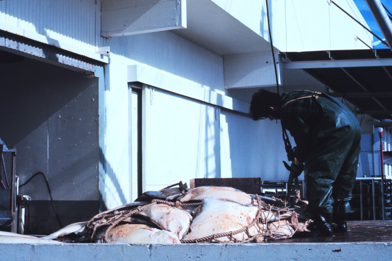 Halibut on the pier waiting to be processed