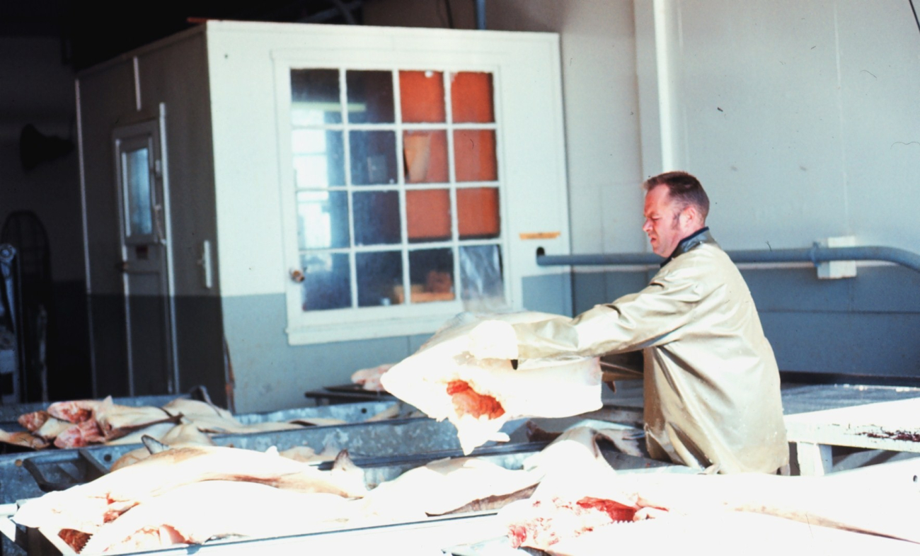 An early stage in halibut processing