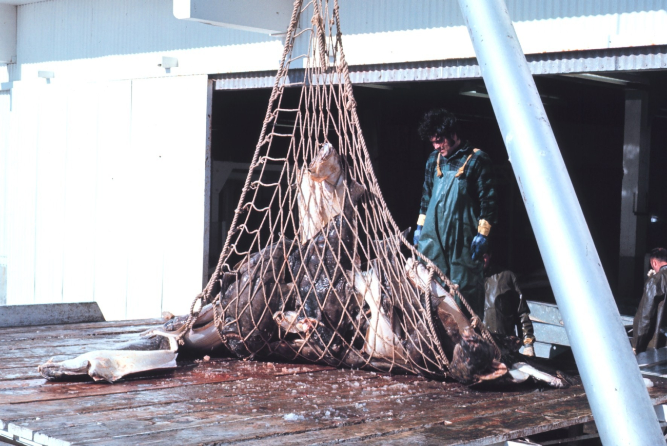 Offloading halibut at a processing facility