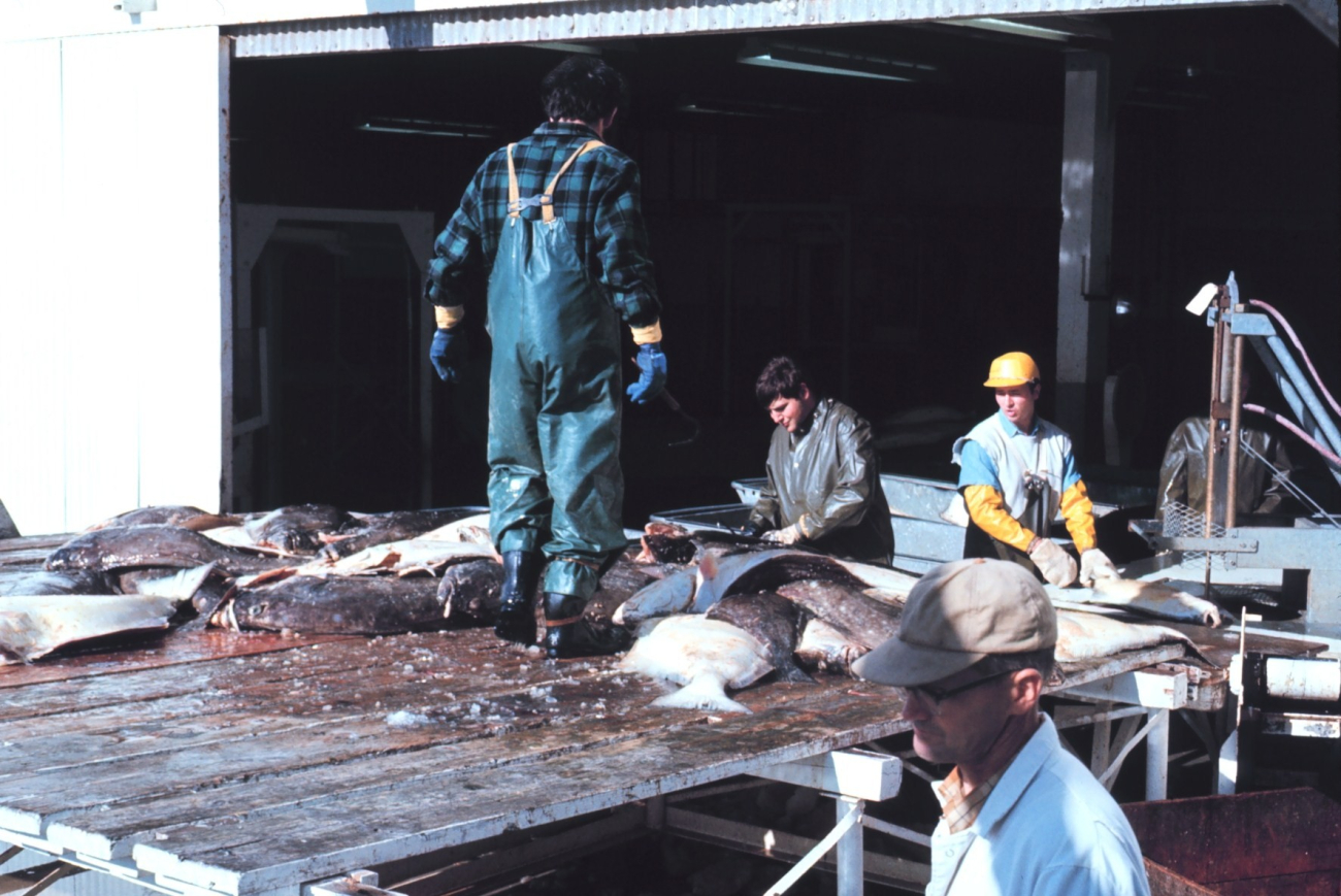 Fresh halibut on the pier at a processing facility