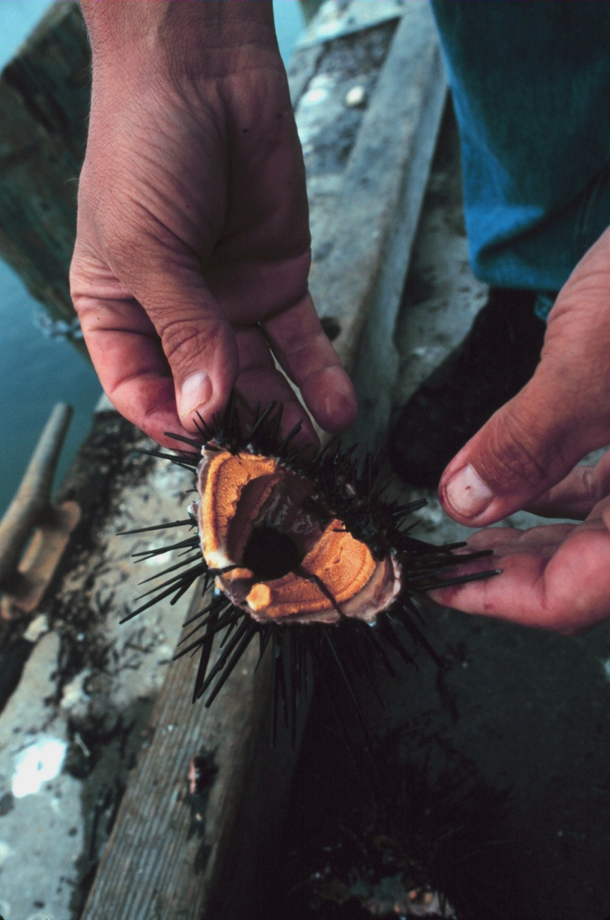 Inspecting the innards of a sea urchin which are harvested off southernCalifornia for export to Japan