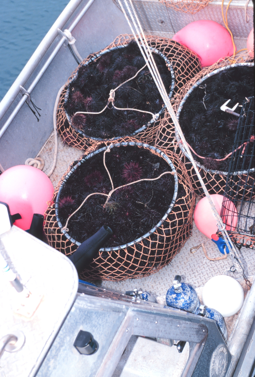 Commercially harvested sea urchins being offloaded from the F/V RAPTOR at thecommercial fishing marina