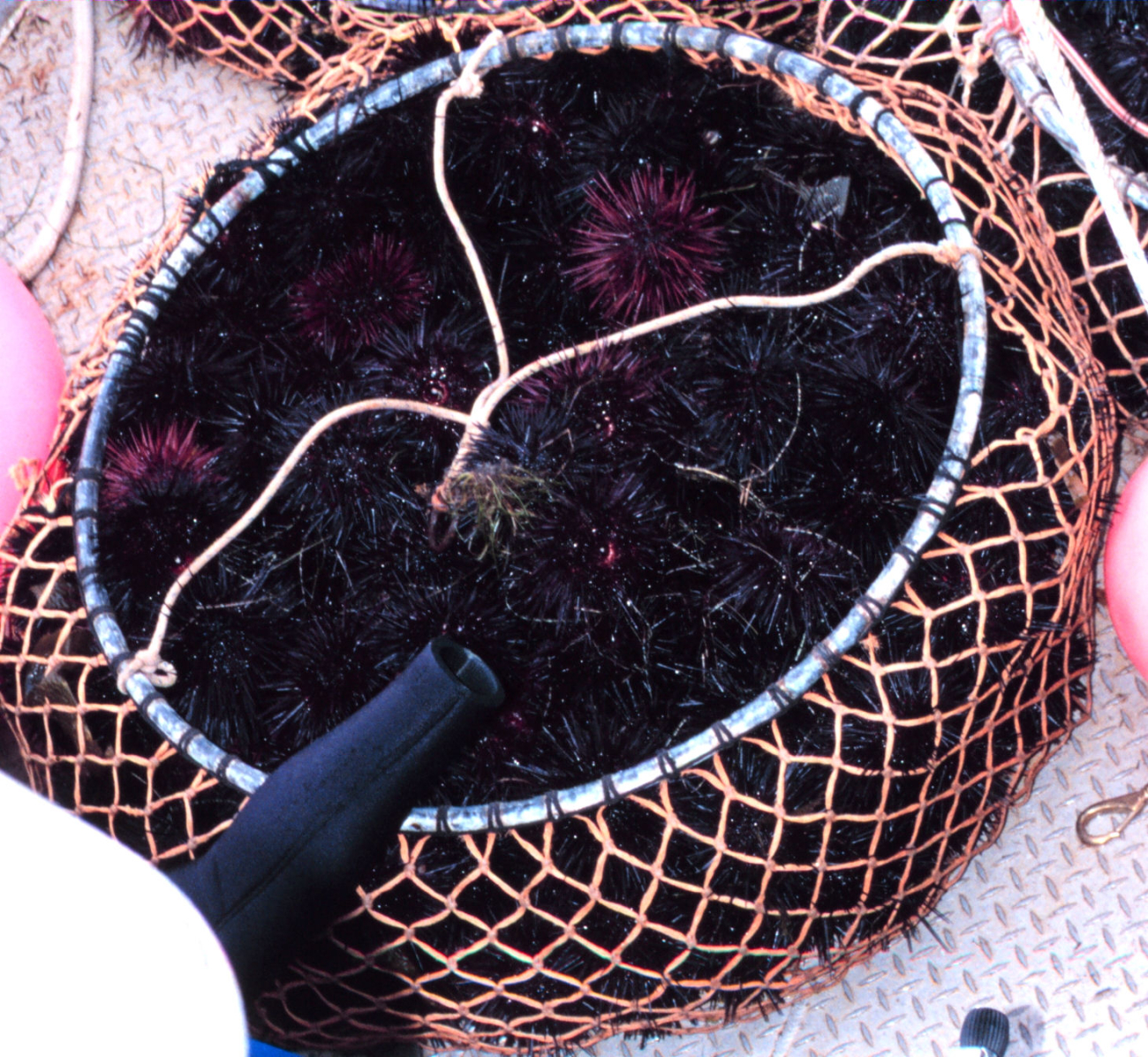 Commercially harvested sea urchins being offloaded from the F/V RAPTOR at thecommercial fishing marina