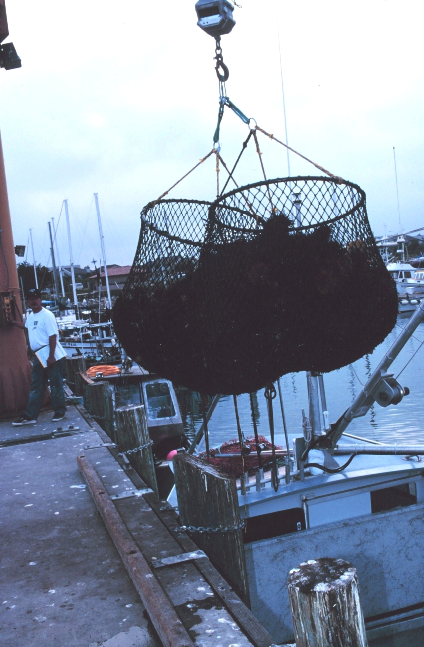 Commercially harvested sea urchins being offloaded from the F/V RAPTOR at thecommercial fishing marina