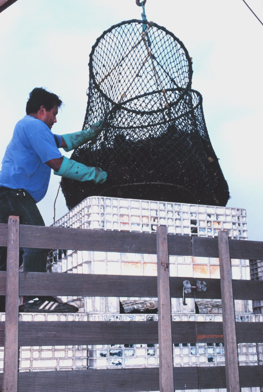 Commercially harvested sea urchins being offloaded from fishing vessel andfor shipping to a processing plant