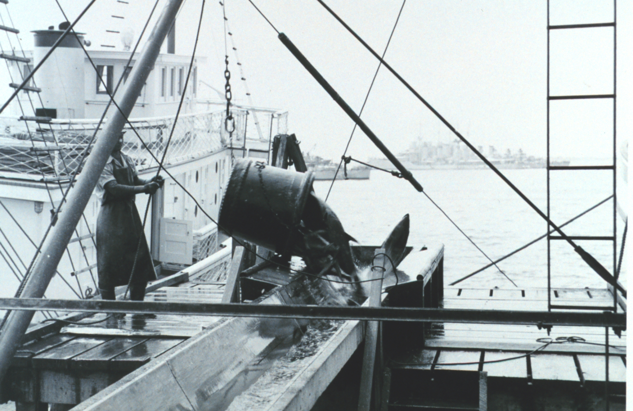 A 500-lb bucket of yellow-fin tuna being offloaded from fishing vesselto a receiving trough for further processing