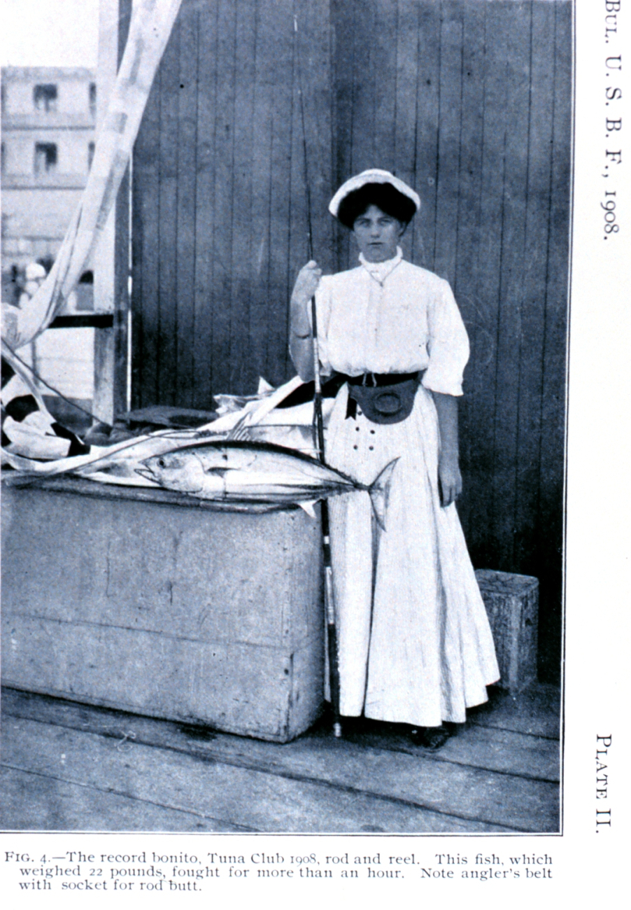 The record bonito, Tuna Club 1908, caught with rod and reel