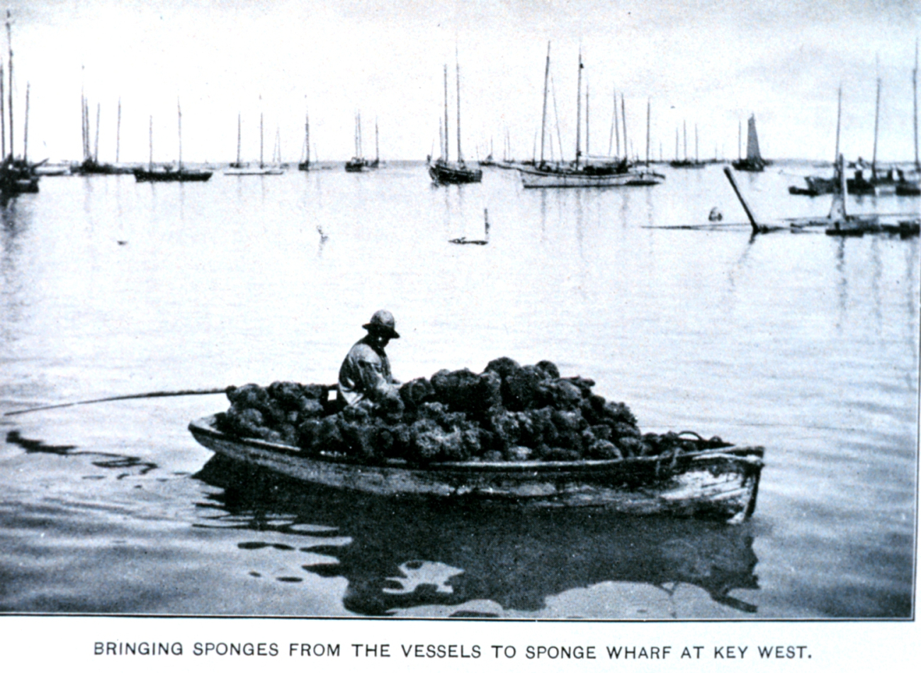 Bringing sponges from the vessels to sponge wharf at Key West