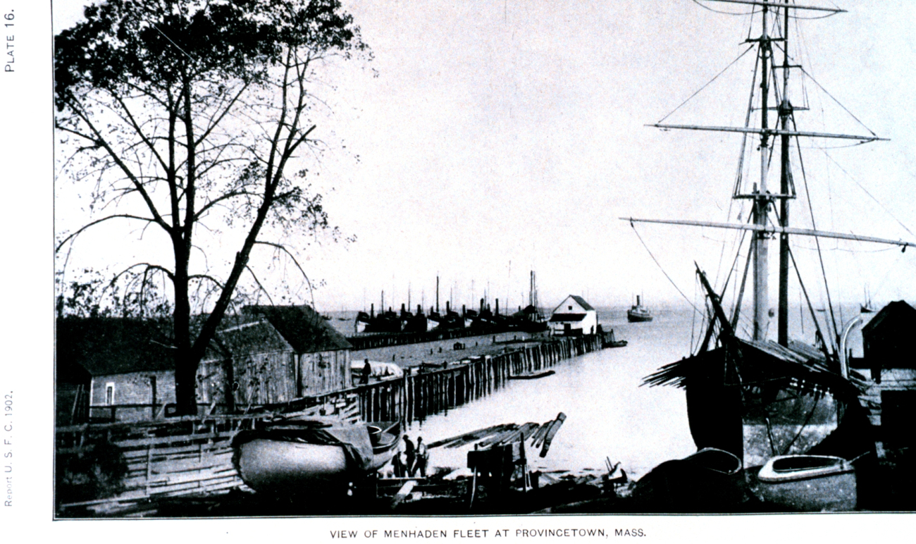 View of Menhaden Fleet at Provincetown, Massachusetts