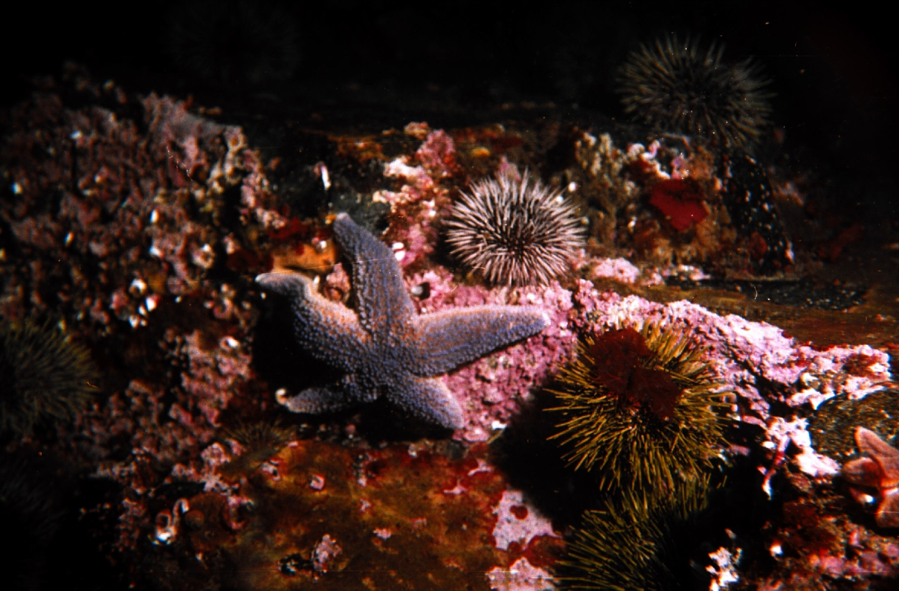 Sea-star (Asterias rubens)  and sea-urchin (Strongylocentrotus droebachiensis)in the Barents Sea at Dalnezelenetsky Bay, Lat