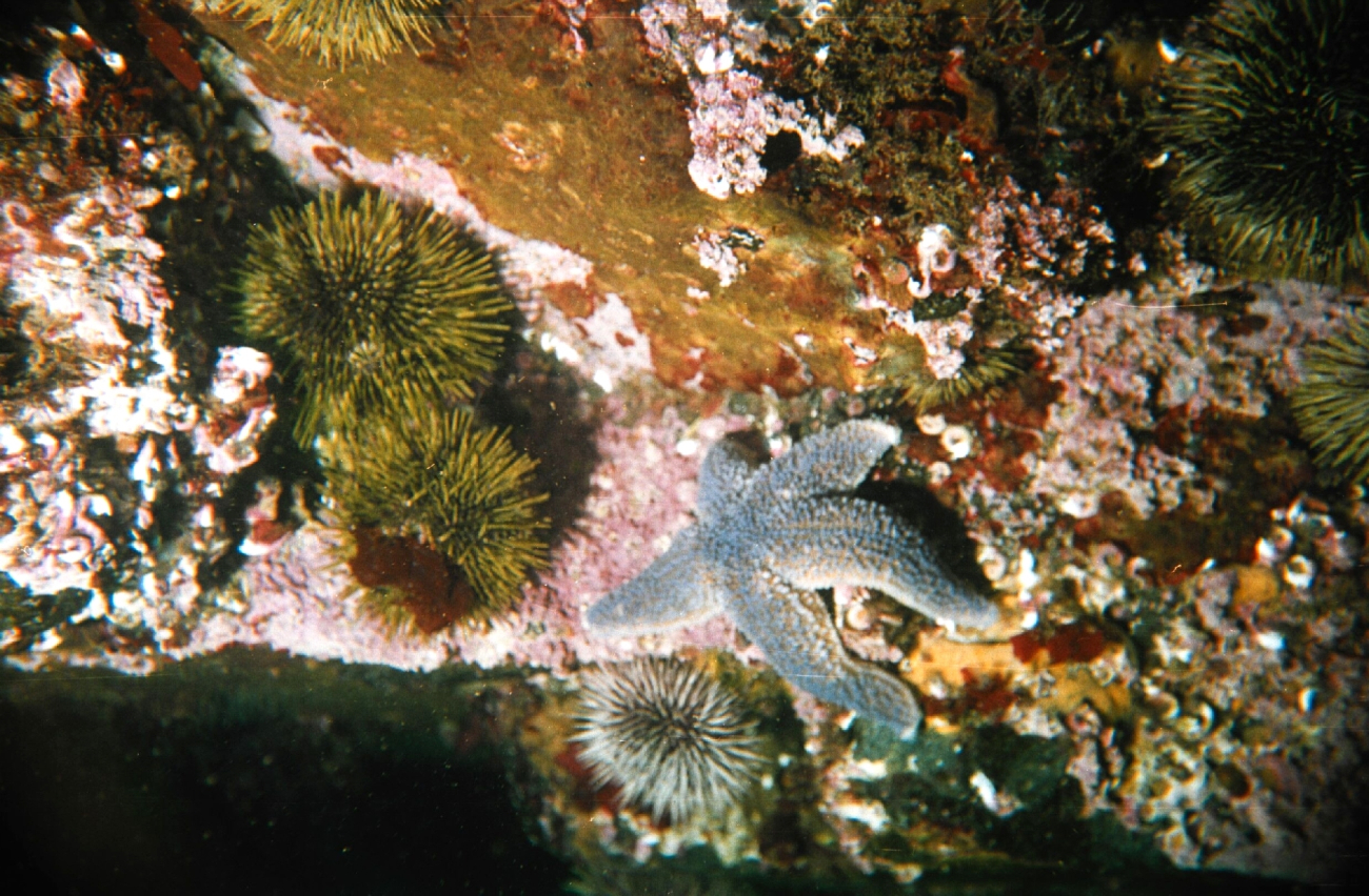 Sea-star (Asterias rubens)  and sea-urchin (Strongylocentrotus droebachiensis)in the Barents Sea at Dalnezelenetsky Bay, Lat