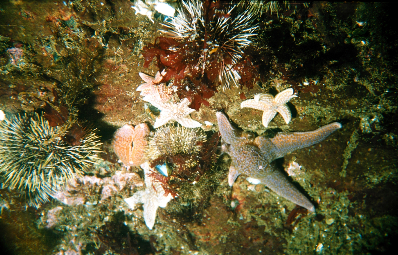 Sea-star (Asterias rubens)  and sea-urchin (Strongylocentrotus droebachiensis) Dalnezelenetsky Bay, Lat