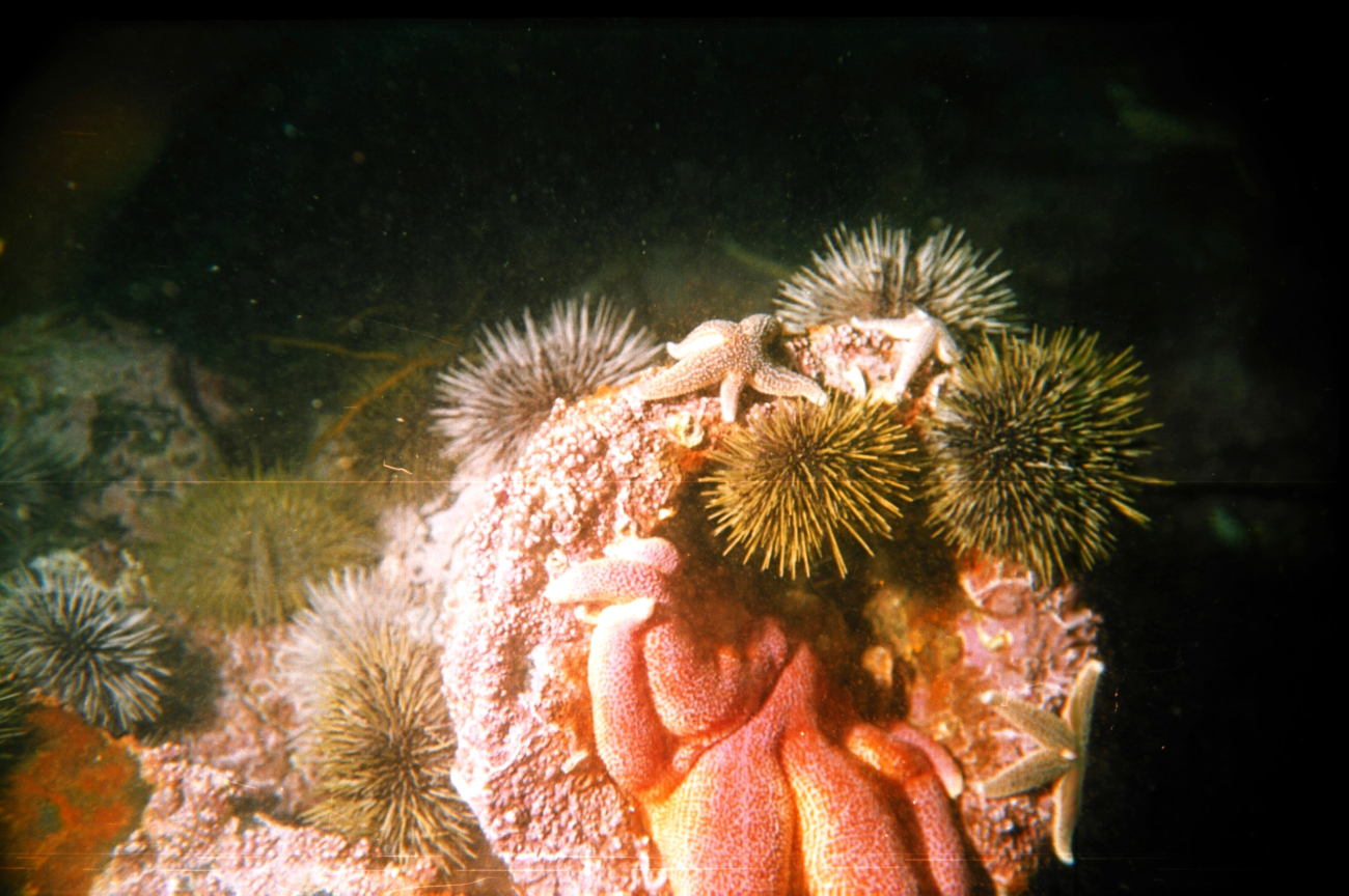 Sea-urchin (Strongylocentrotus droebachiensis) ,sea-star (Asterias rubens) and sea-star (Solaster endeca)
