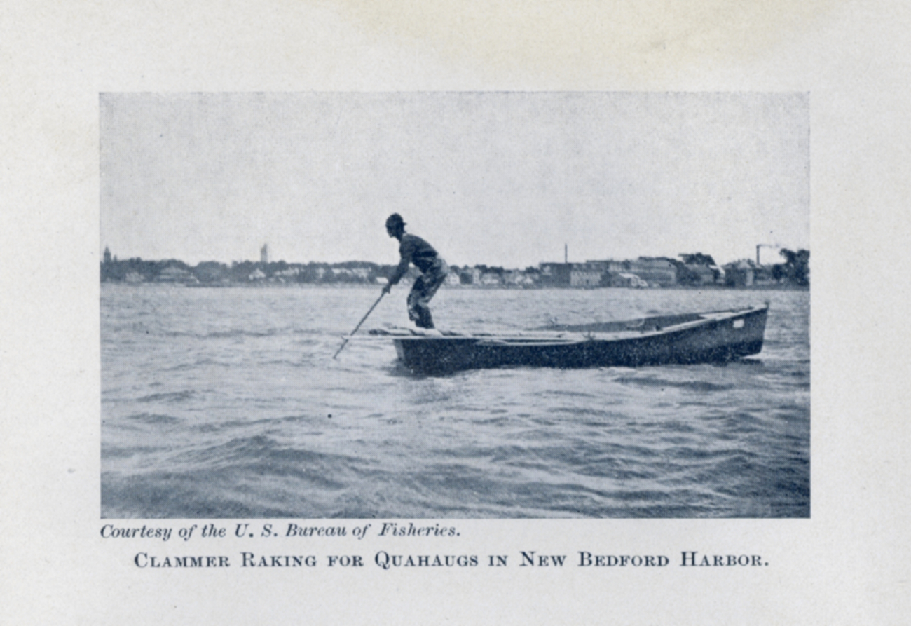 Clammer raking for quahaugs in New Bedford Harbor