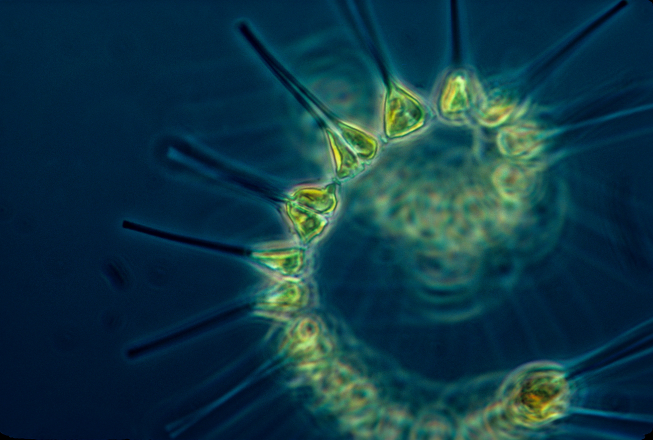 Phytoplankton - the foundation of the oceanic food chain