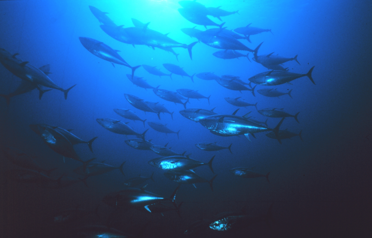 Group of tuna in the eastern chamber of the trap at Favignana