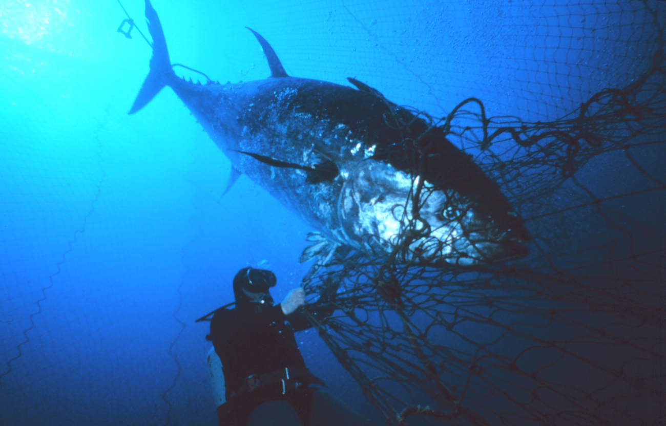 Tuna ensnared near the mouth of the fish trap