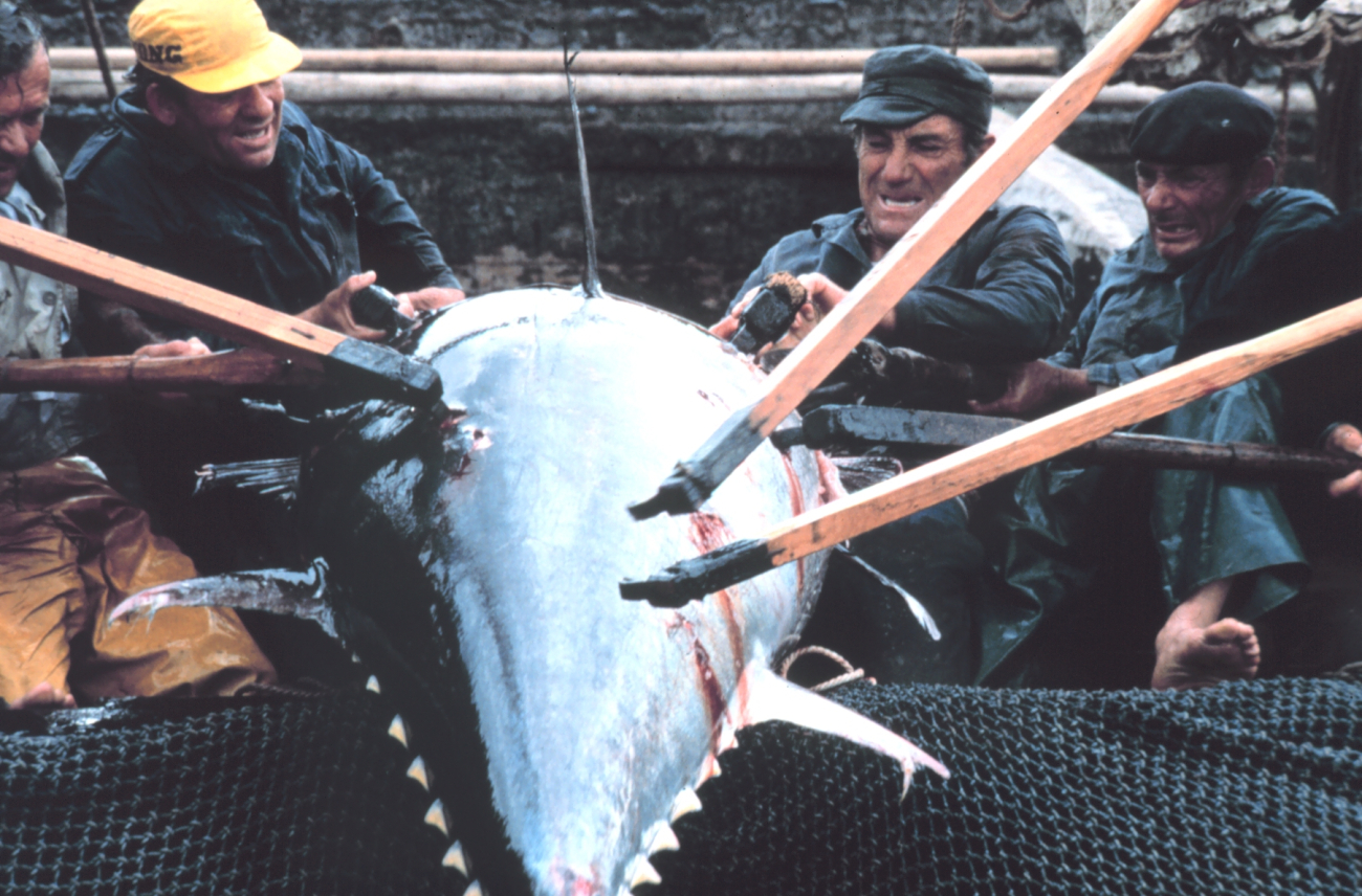 A large tuna is landed by a group of eight fishermen