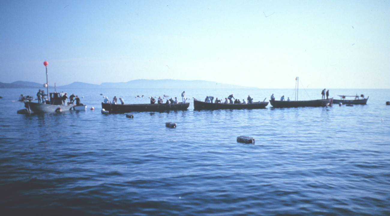 Starting fishery operations in the trap at Stintino