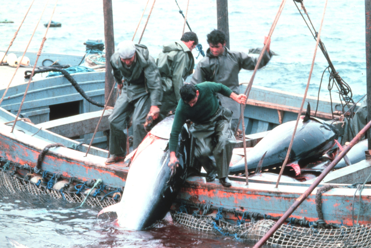 A large tuna is landed by fishermen working together