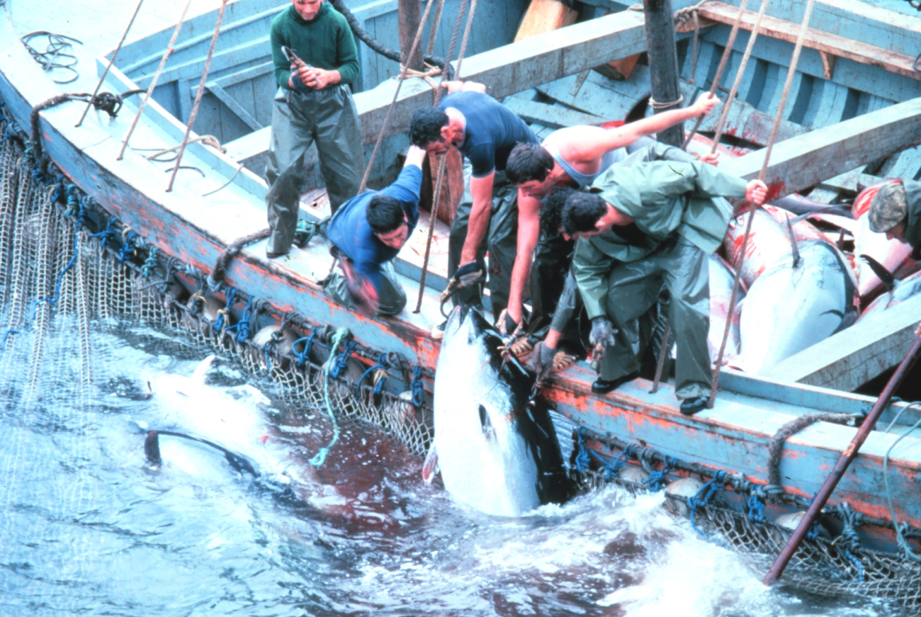 A large tuna is landed by fishermen working together