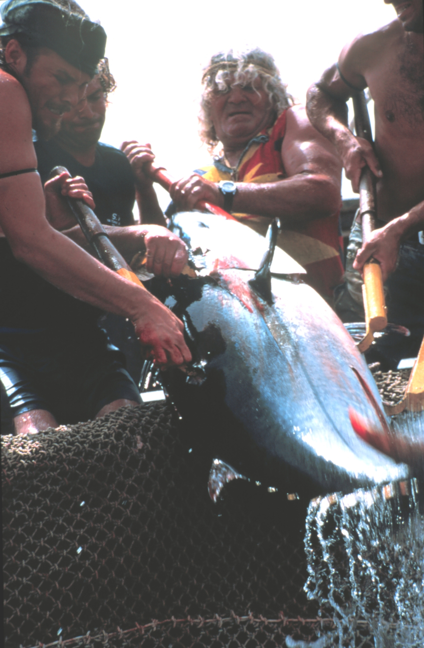 The tuna caught are small to medium in size, requiring just fourfishermen to land