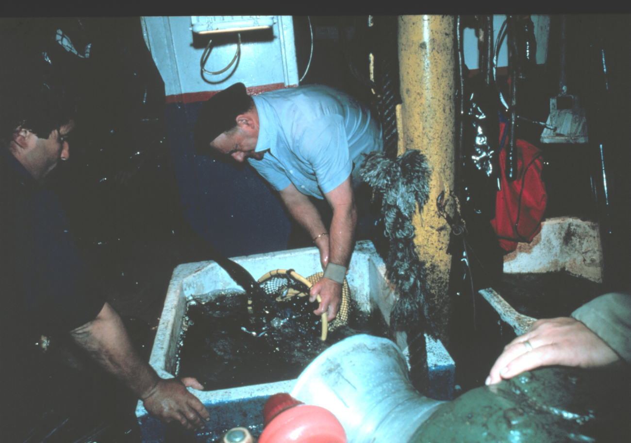 Filling tank with live bait on tuna boat to be used later in pole andline fishing for tuna