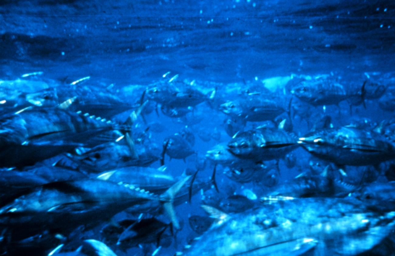 A view of the tuna that are captured inside the net