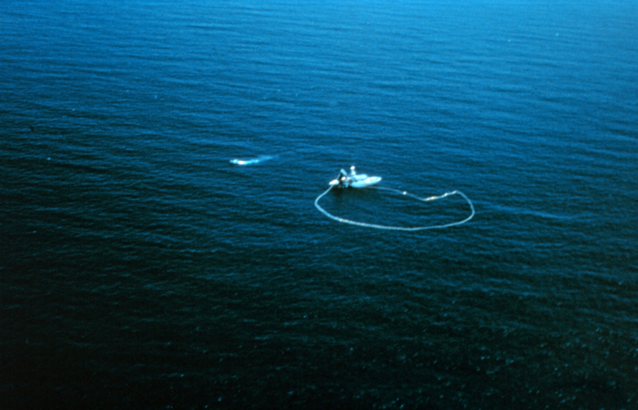 An aerial view of a purse seiner after the purse has been closed and the net isbeing hauled aboard