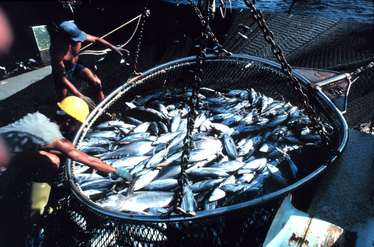 A basket load of fish on board