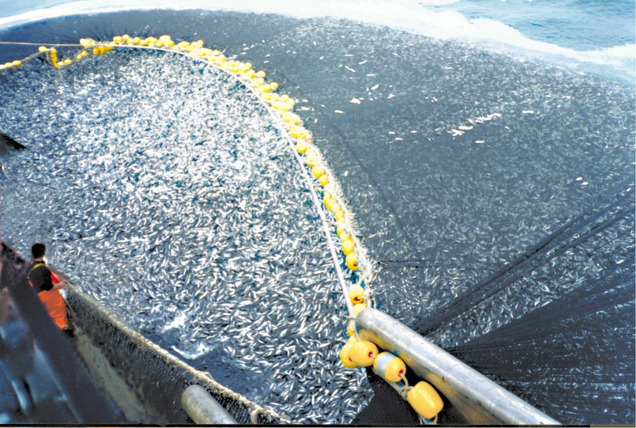 About 400 tons of jack mackerel (Trachurus murphyi) are caught by a Chileanpurse seiner
