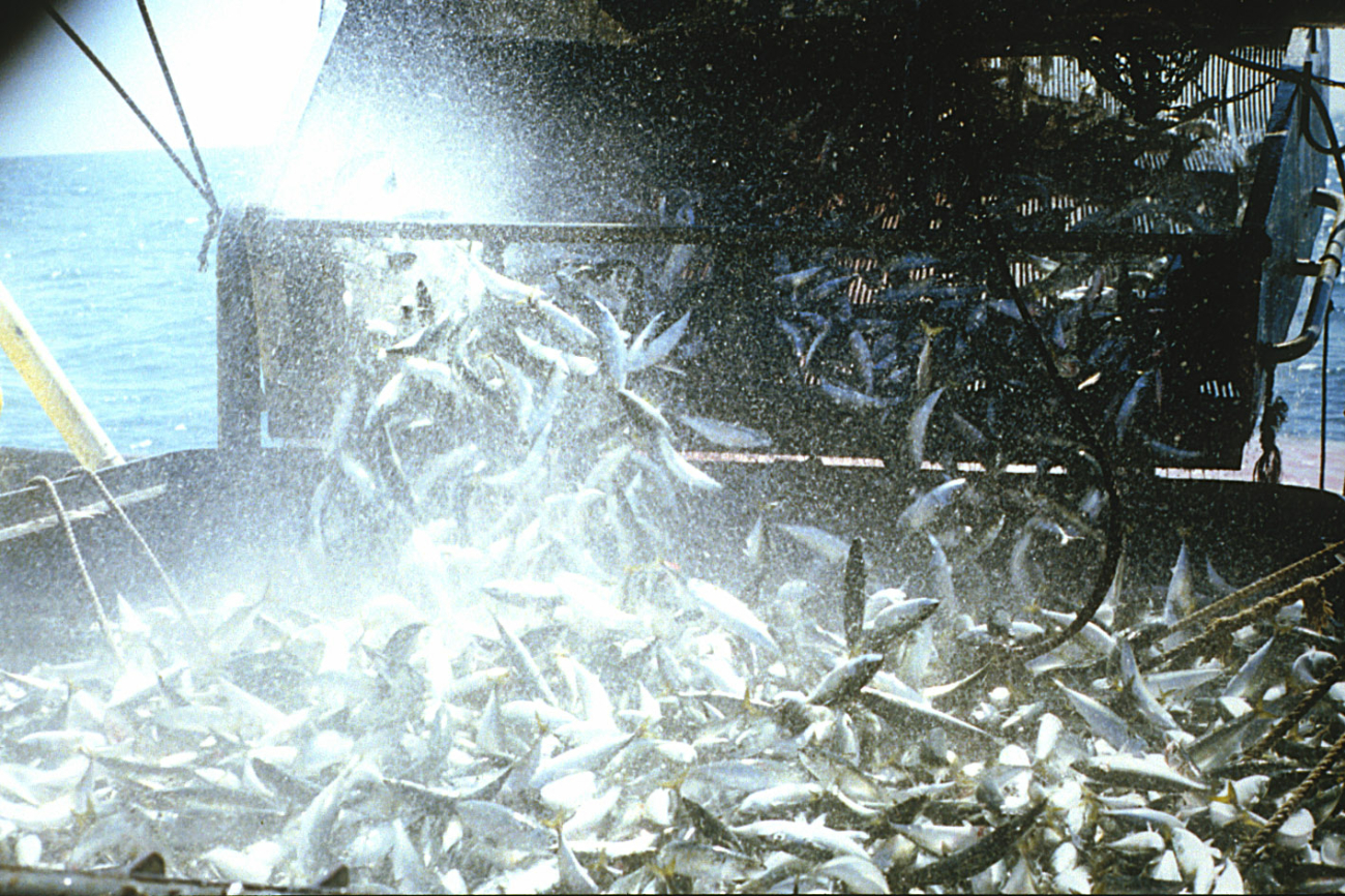Chub mackerel (Scomber japonicus) being loaded on a boat