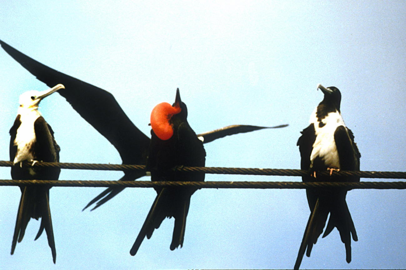 Frigate birds (Fragata magnificens)