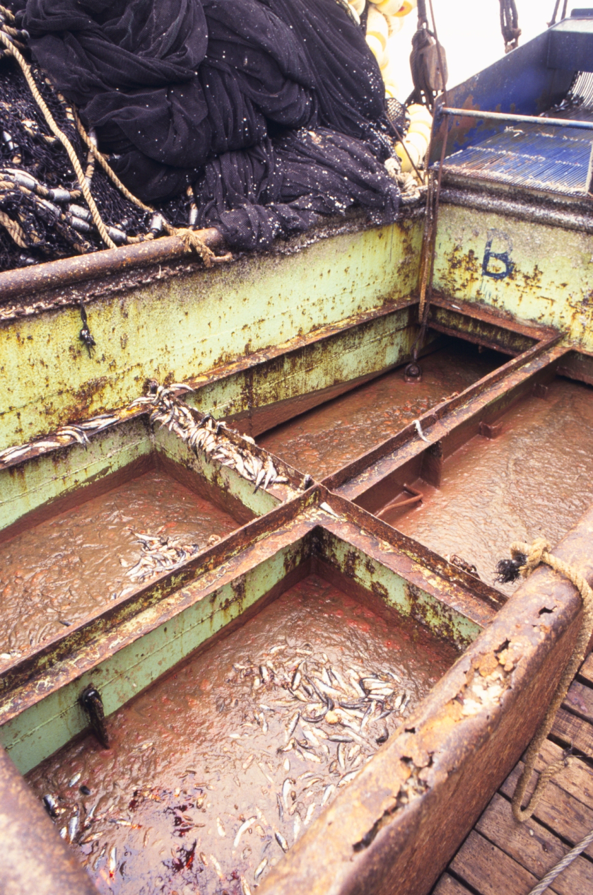 Decomposing fish in the hold of a purse seiner