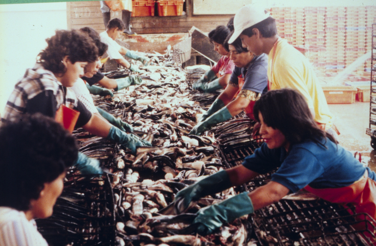 Sorting pilchard (Sardinops Sagax) and chub mackerel (Scomber japonicus) in thePaita refrigeration plant