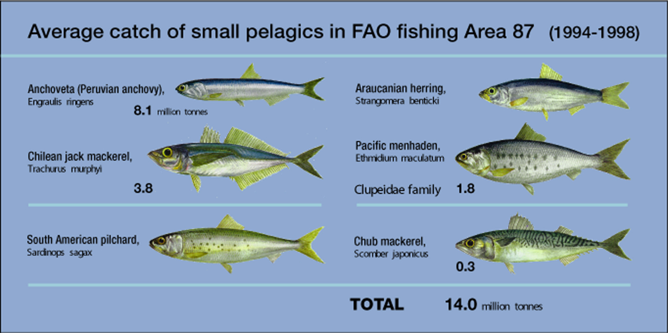On average, FAO statistical area 87 provides around 45 per cent of the World'scatch of small pelagic species