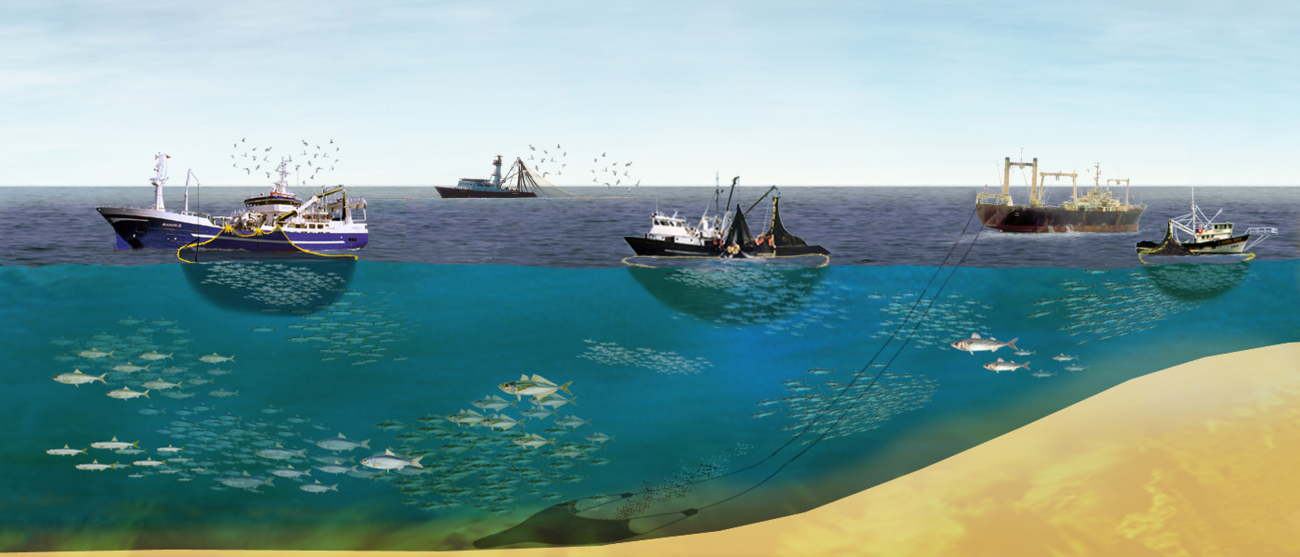 Fishing gear in the Southeast Pacific Ocean from left to right: a Chilean purseseiner; a tuna purse seiner in tropical waters of the northern part of Area 87;a Peruvian purse seiner; a trawler; and a small purse seiner
