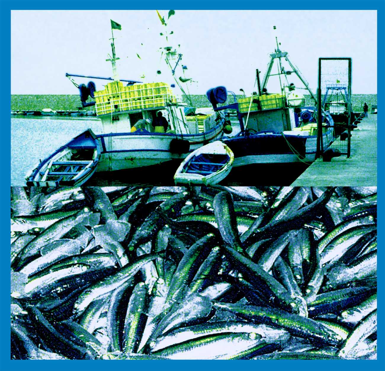 Coastal Pelagic Fisheries:  Small coastal pelagic species are exploited by coastal purse seiners
