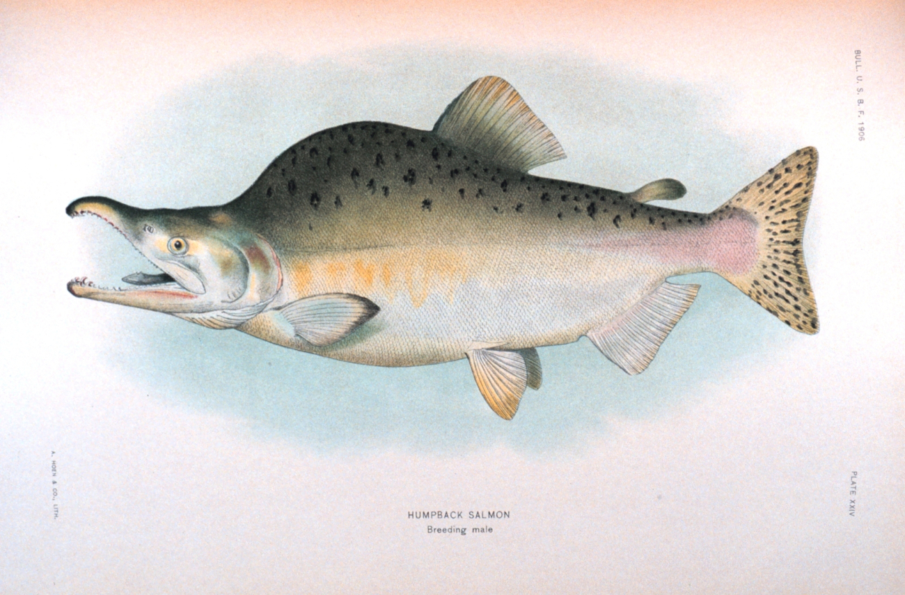 Humpback salmon, breeding male