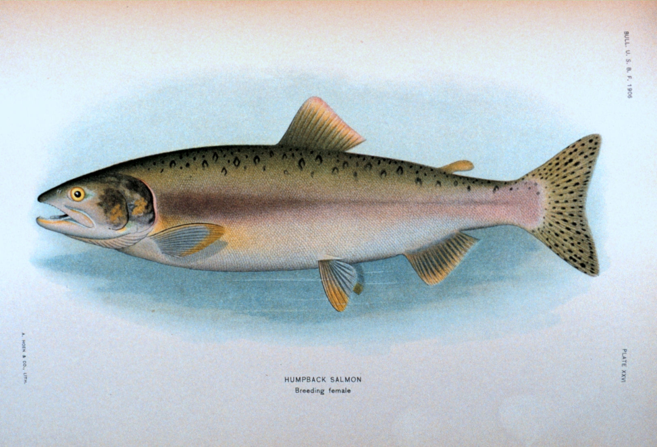 Humpback salmon, breeding female