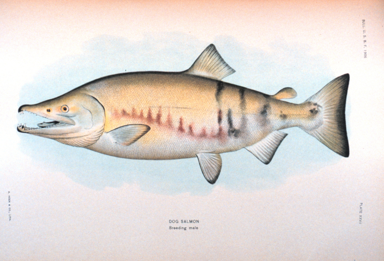 Dog salmon, breeding male