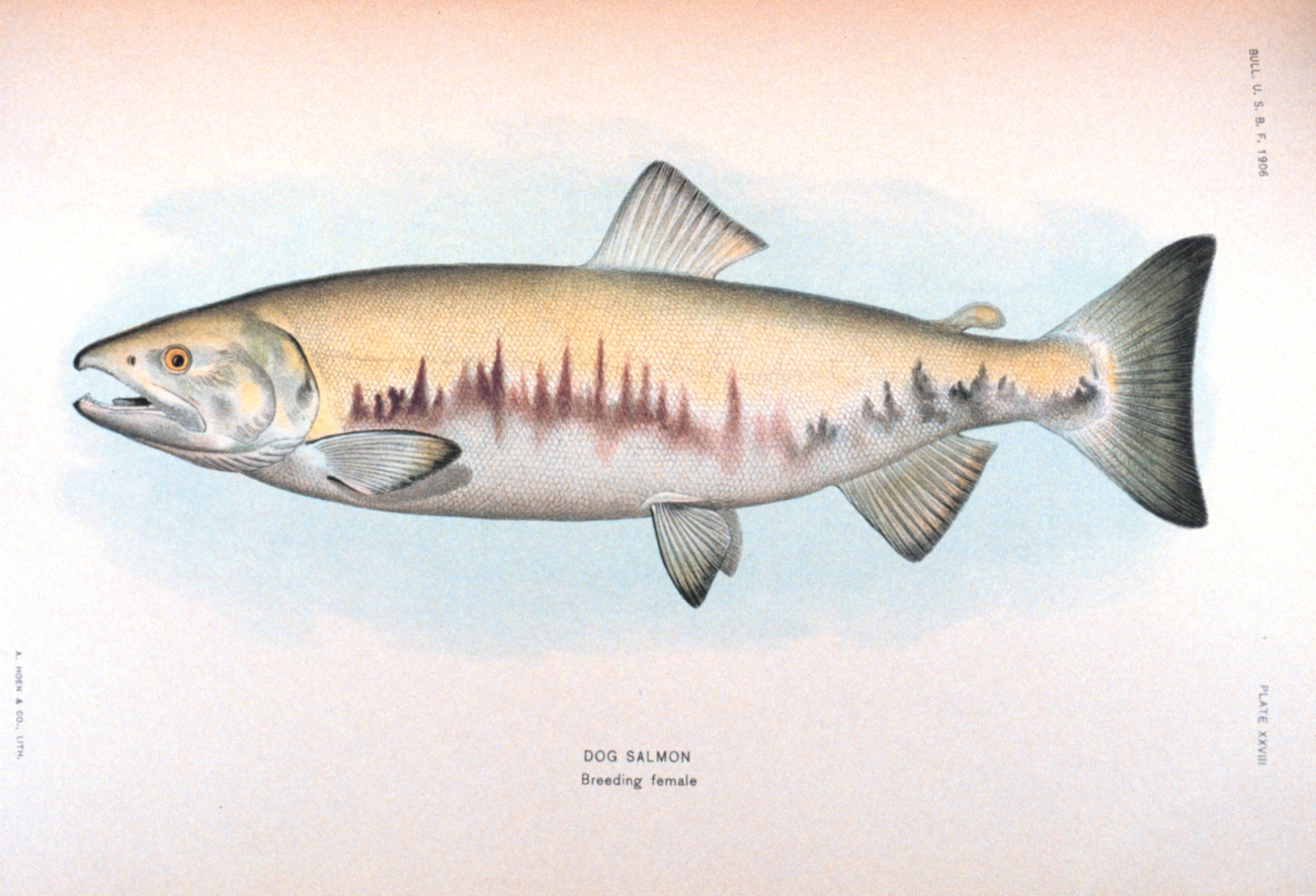 Dog salmon, breeding female